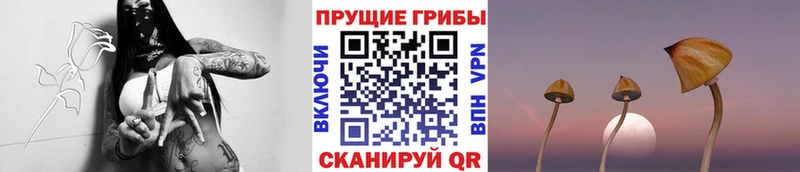 наркота  Минеральные Воды  Псилоцибиновые грибы мицелий 